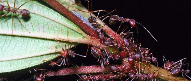 Insects Blue Chip Pest Control St Louis