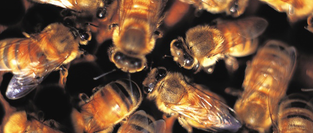 Insects Blue Chip Pest Control St Louis