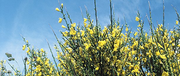 Allergy Allergy & Clinical Immunology Pittsburgh