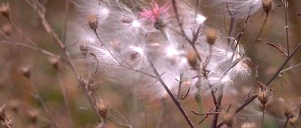 Allergy Allergy & Clinical Immunology Pittsburgh