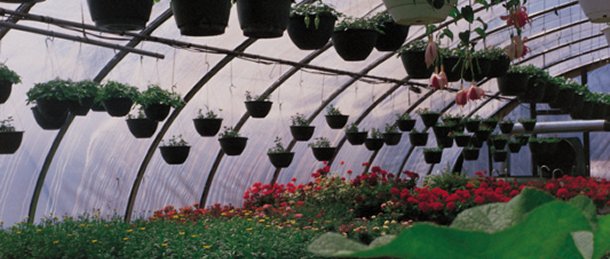 Greenhouse Flower Pots Nursery Pittsburgh
