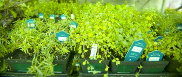 Greenhouse Flower Pots Nursery Pittsburgh