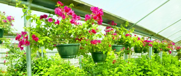 Greenhouse Flower Pots Nursery Pittsburgh