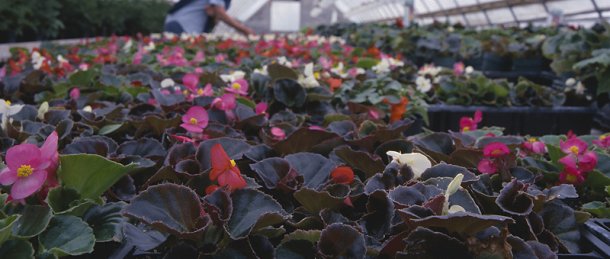 Greenhouse Flower Pots Nursery Pittsburgh