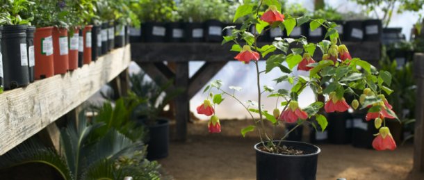 Greenhouse Flower Pots Nursery Pittsburgh
