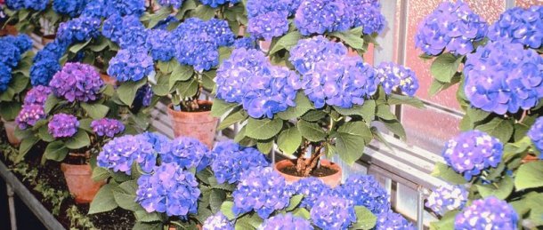 Greenhouse Flower Pots Nursery Pittsburgh