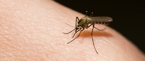 Mosquito Blue Chip Pest Control St Louis
