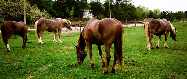 Live Stock Peaceful Pastures Pet Cemetery Pittsburgh
